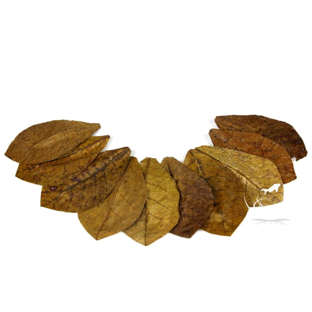 nanoLIŚCIE ketapangu2.jpg